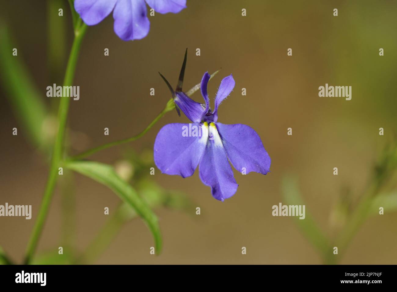 Closeup small, blue flower of Lobelia erinus (edging lobelia, garden lobelia or trailing lobelia)of the bellflower family Campanulaceae. Stock Photo