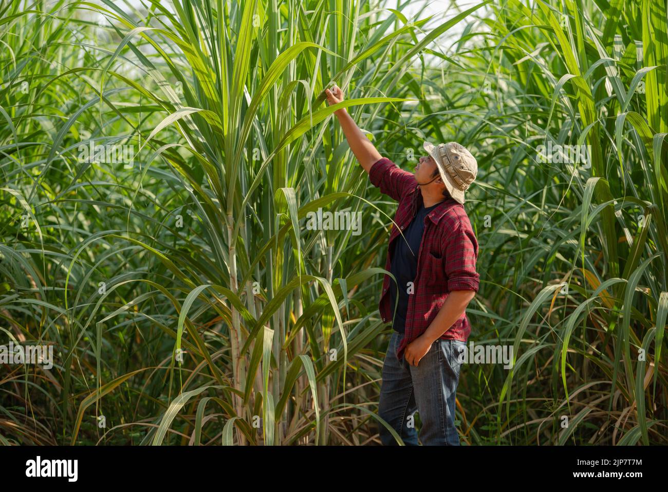 Sugarcane grower checking sugarcane leaf in the plantation Stock Photo