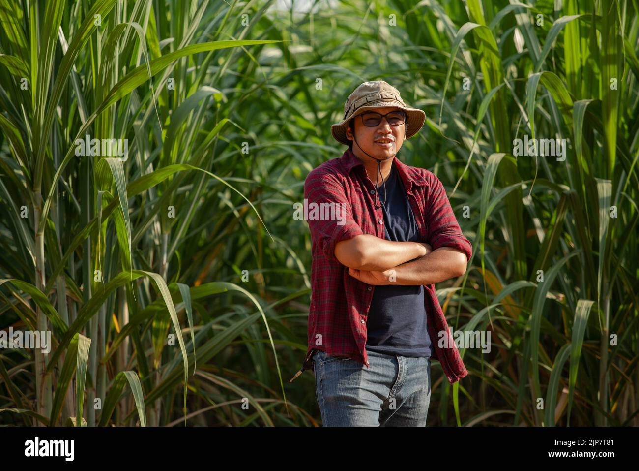Young grower sugar cane portrait in the plantation Stock Photo