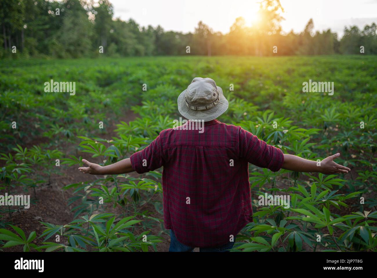 Behind the pride of cassava growers Stock Photo