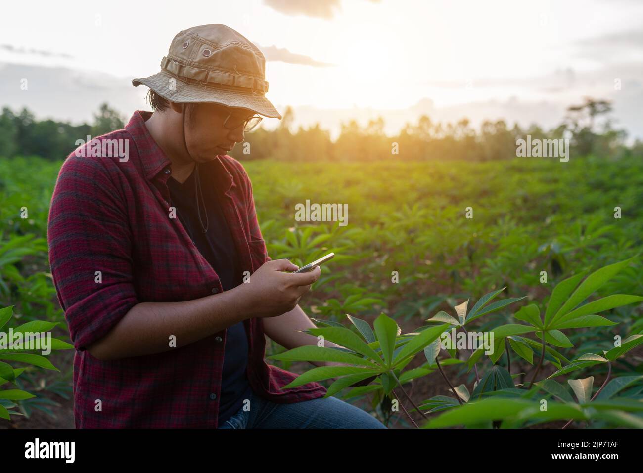 Young farmer uses a smartphone to take pictures of cassava leaves to analyze their growth. Stock Photo