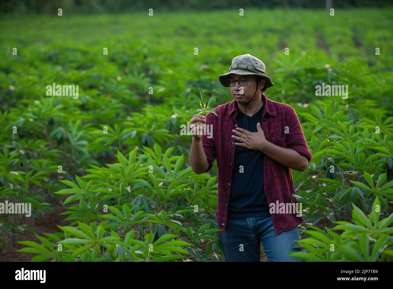 Young Asian farmer examines cassava leaves for plant disease Stock Photo