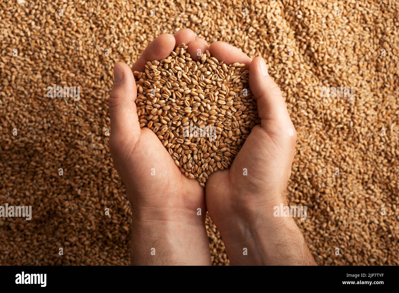 Human caucasian handfuls with wheat kernels over grain background Stock Photo
