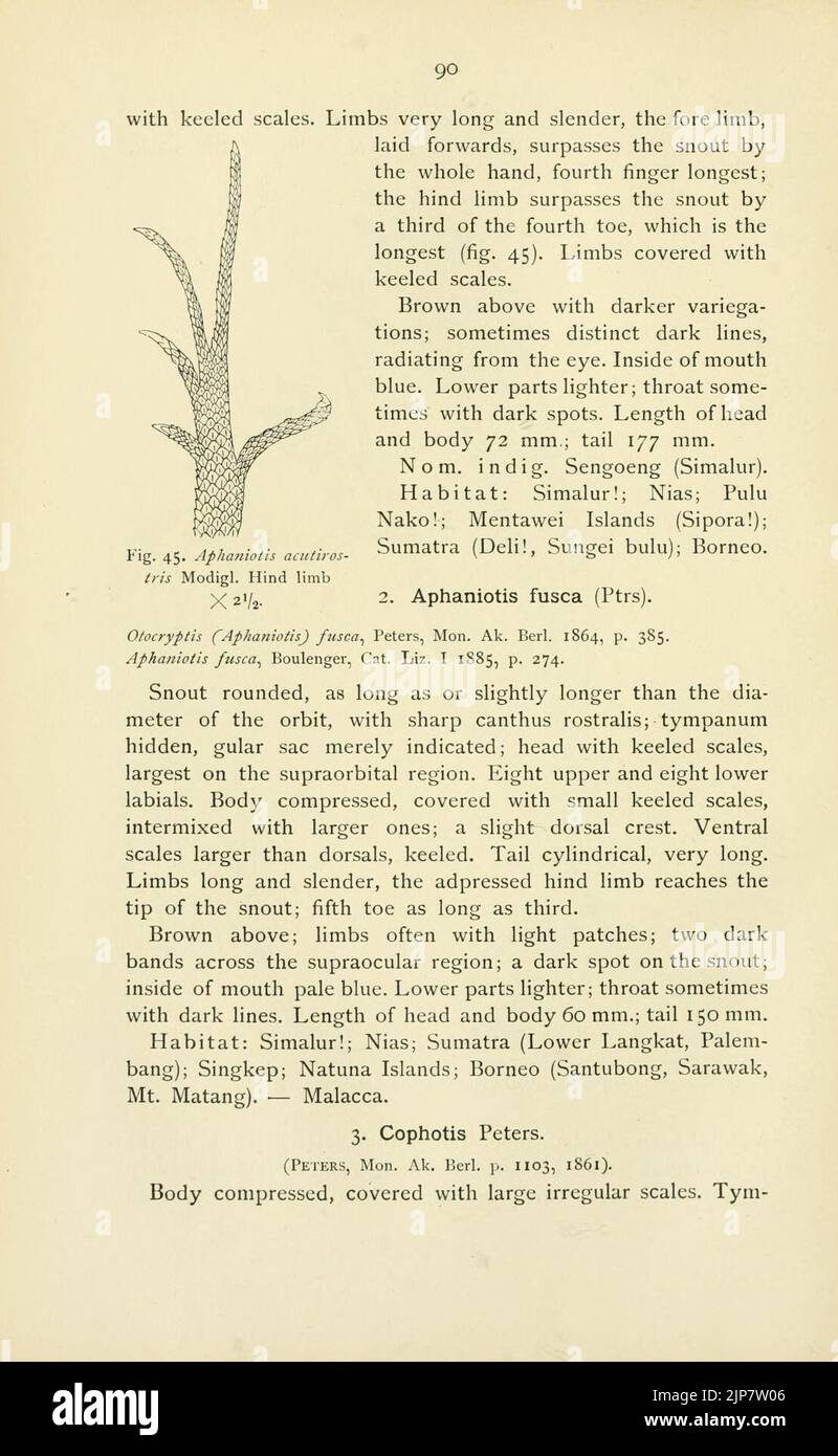The reptiles of the Indo-Australian archipelago (Page 90) Stock Photo