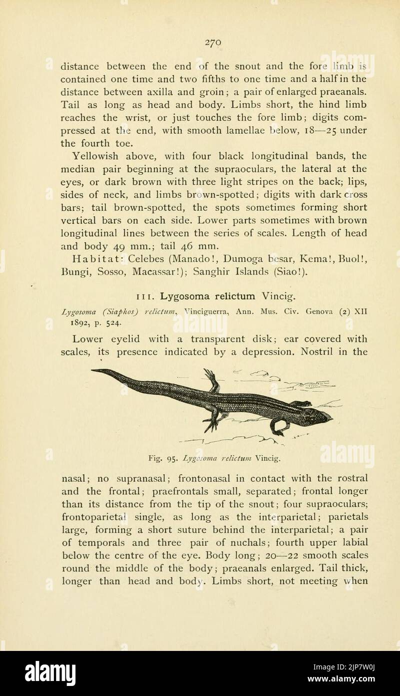 The reptiles of the Indo-Australian archipelago (Page 270) Stock Photo