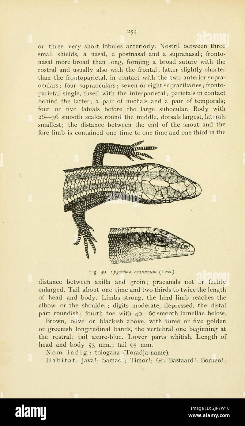 The reptiles of the Indo-Australian archipelago (Page 254) Stock Photo