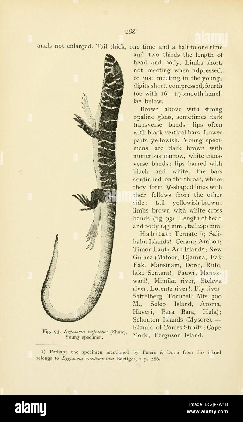 The reptiles of the Indo-Australian archipelago (Page 268) Stock Photo