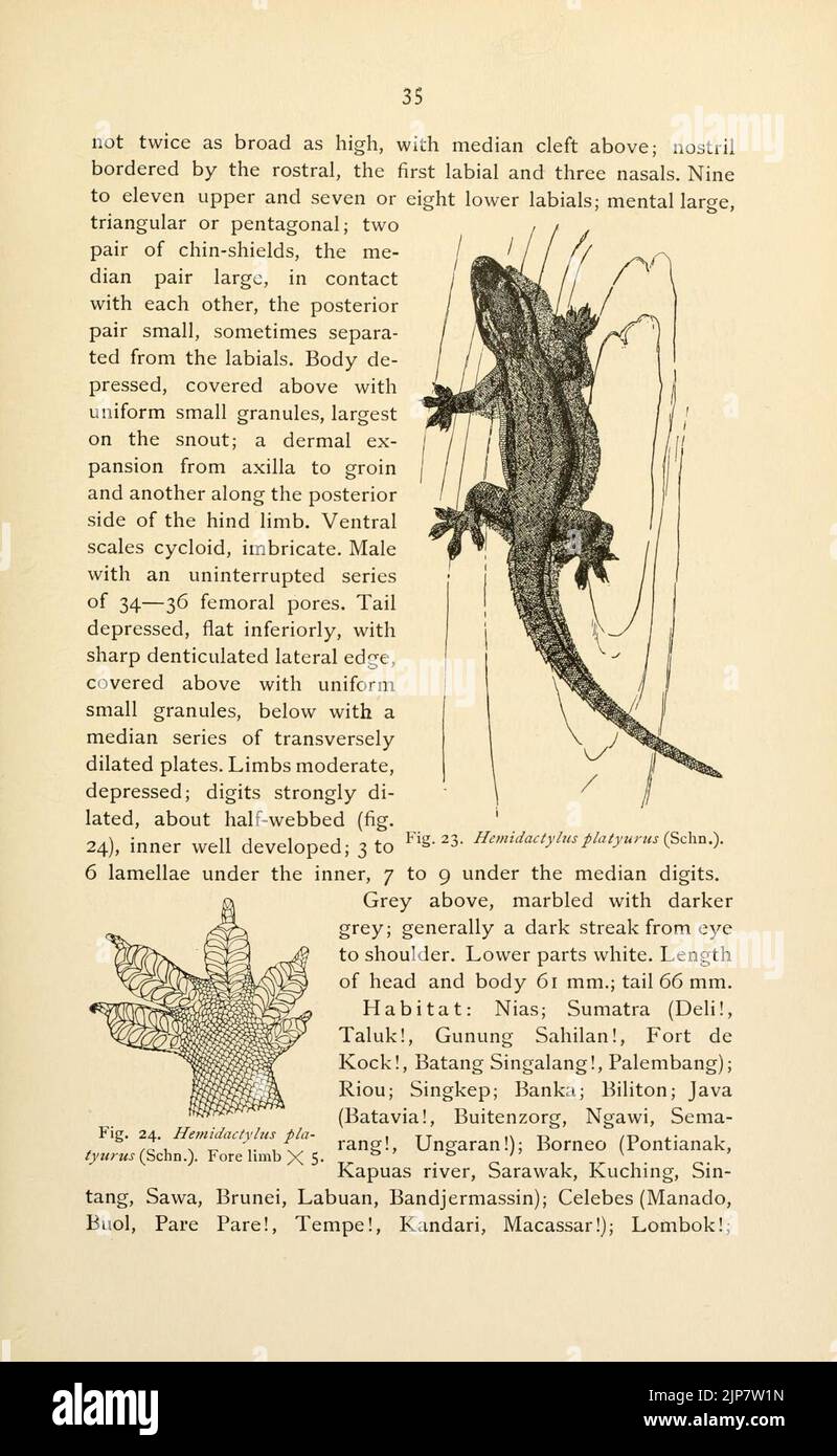 The reptiles of the Indo-Australian archipelago (Page 35) Stock Photo