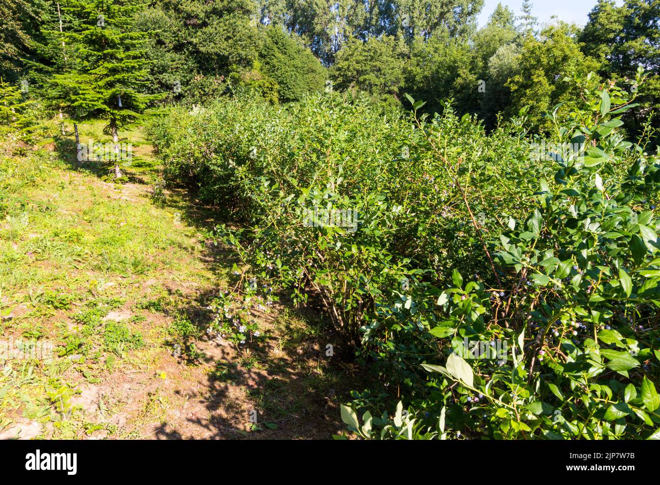 Northern highbush blueberry, Vaccinium corymbosum 'Bluecrop' grown in garden, Hungary, Europe Stock Photo