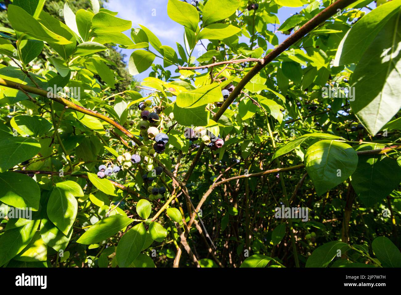 Northern highbush blueberry, Vaccinium corymbosum 'Bluecrop' grown in garden, Hungary, Europe Stock Photo