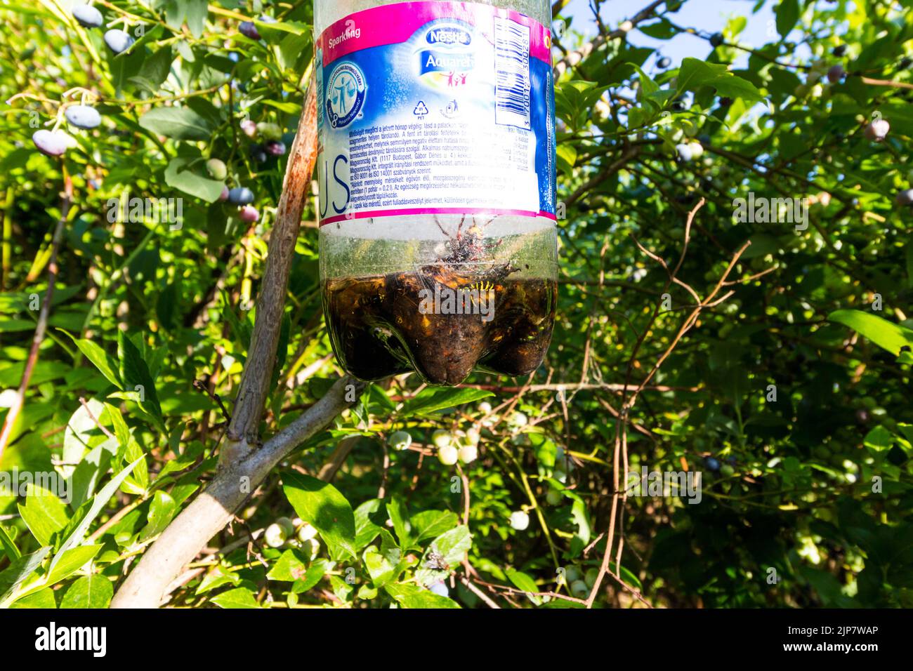 Insect trap on Northern highbush blueberry, Vaccinium corymbosum 'Bluecrop' grown in garden, Hungary, Europe Stock Photo