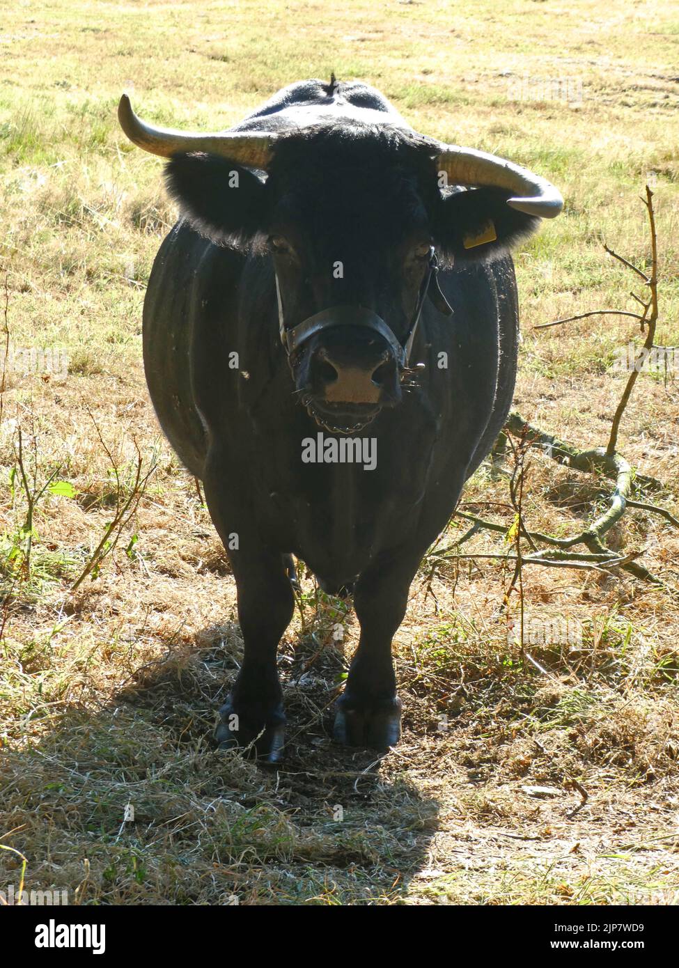 A black dexter cow posing for the camera. Dexter cattle are a breed of cattle originating in Ireland. It's a small dual-purpose breed. Stock Photo