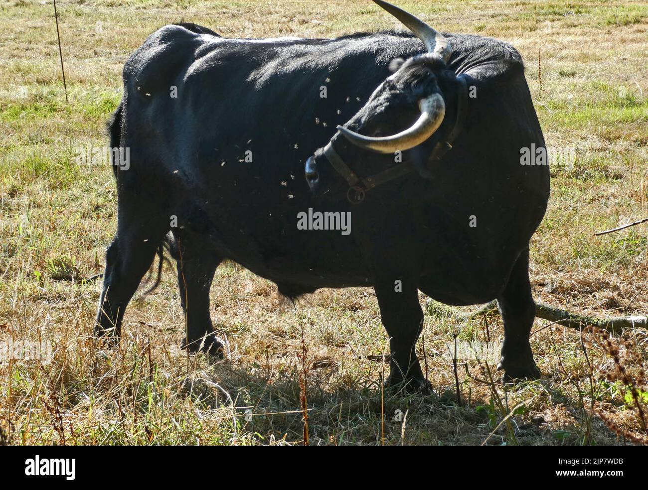 A black dexter cow annoyed about flies. Stock Photo