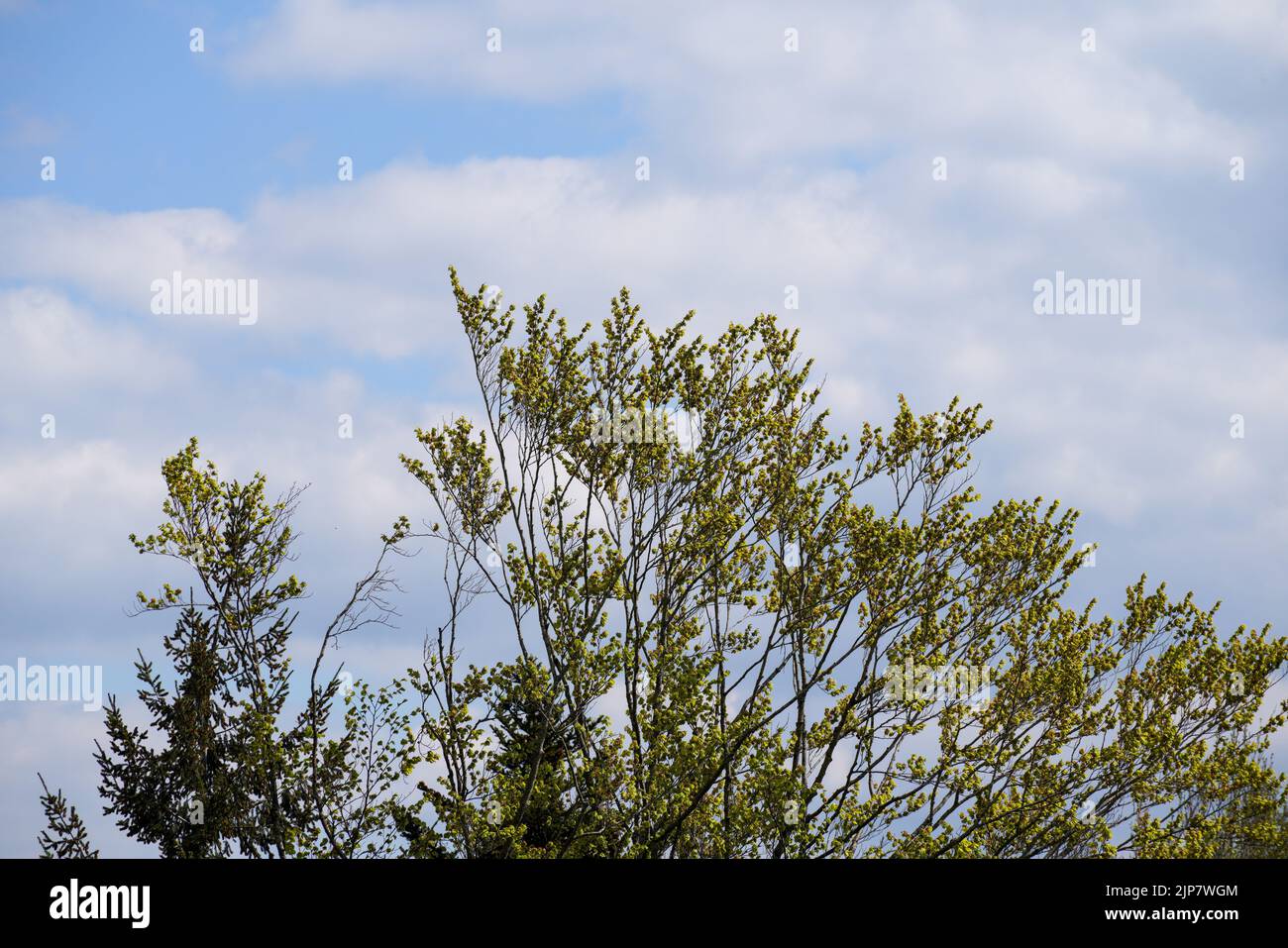 Bayerischer Wald im Frühling mit frischem Grün und blühenden Bäumen Stock Photo