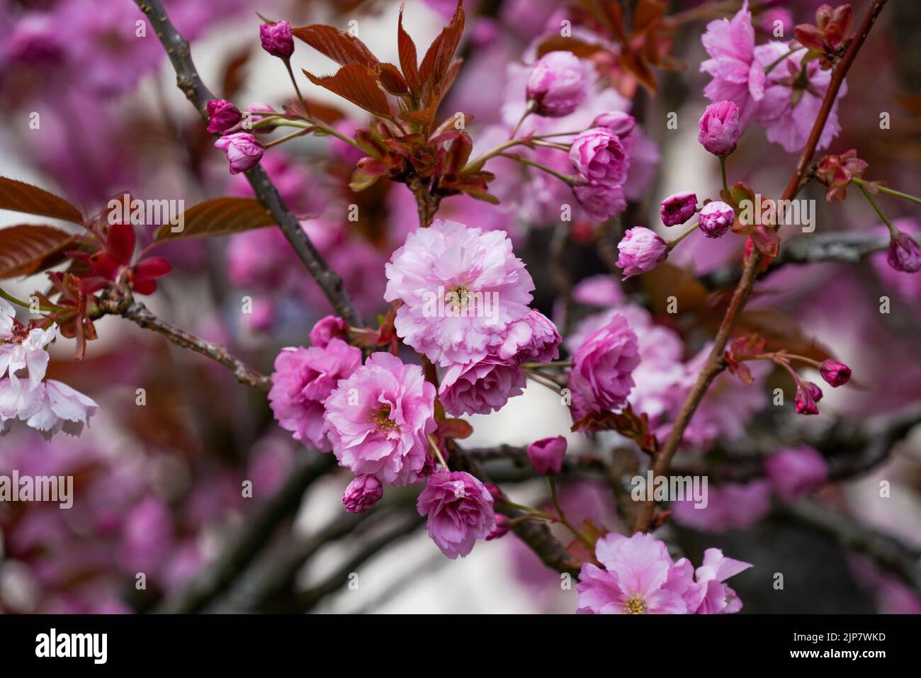 Bayerischer Wald im Frühling mit frischem Grün und blühenden Bäumen Stock Photo