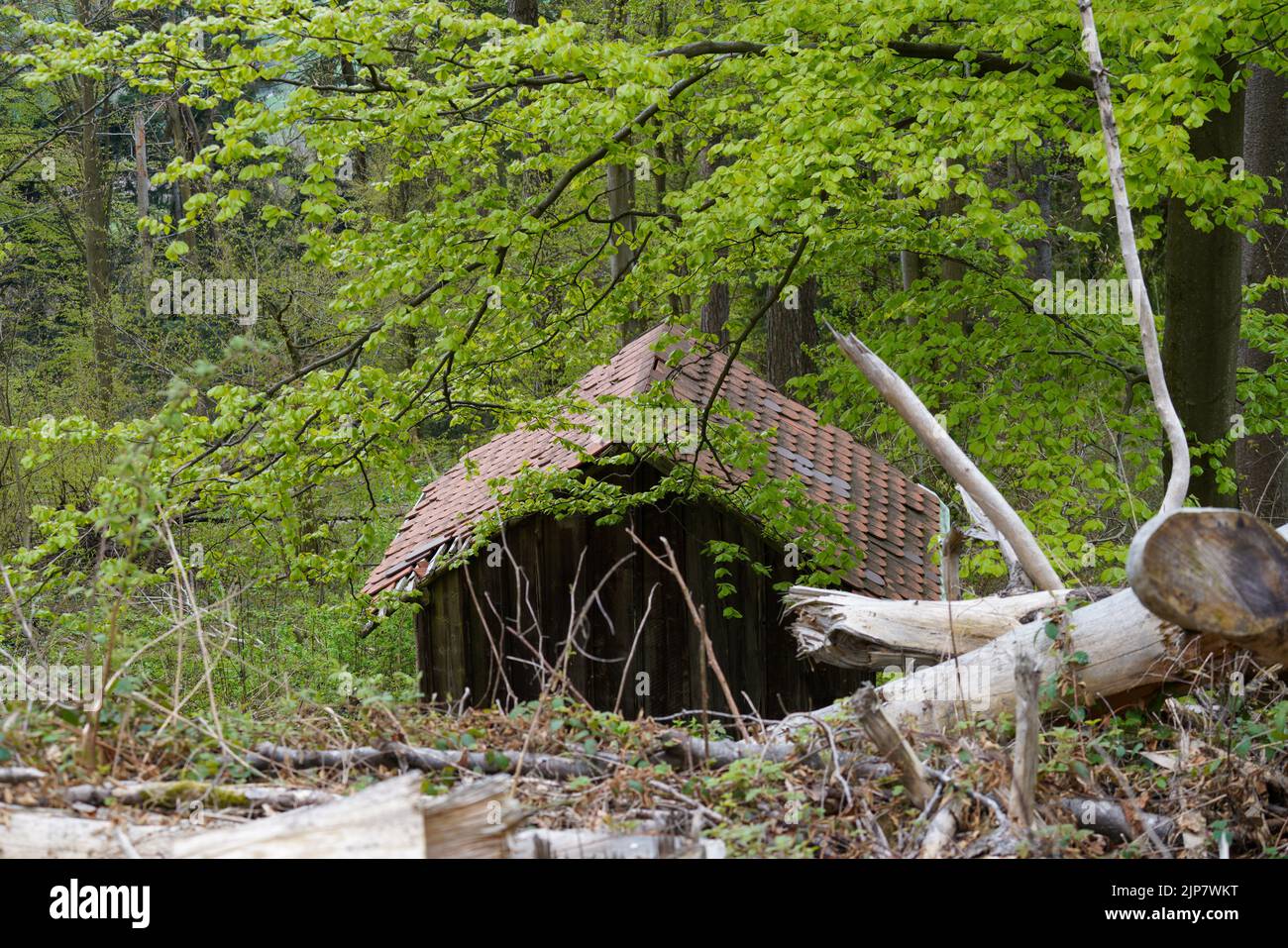 Bayerischer Wald im Frühling mit frischem Grün und blühenden Bäumen Stock Photo