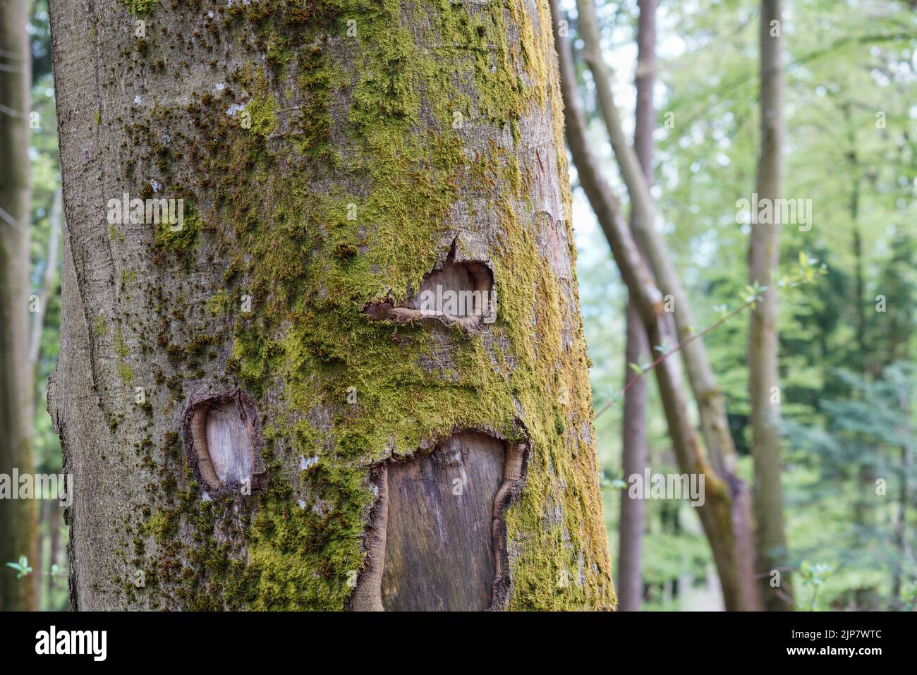 Bayerischer Wald im Frühling mit frischem Grün und blühenden Bäumen Stock Photo