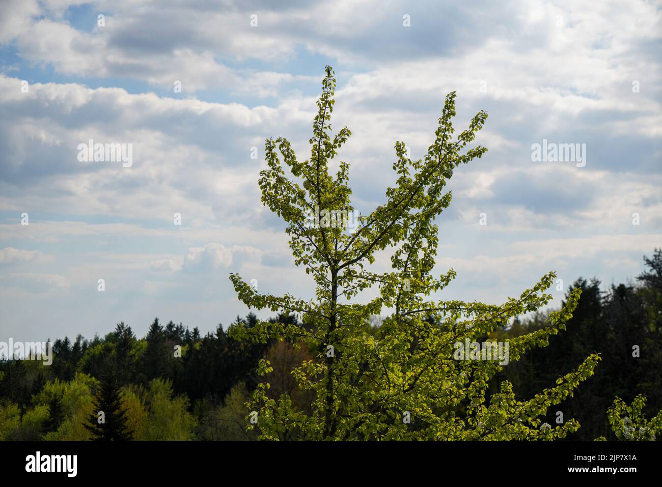 Bayerischer Wald im Frühling mit frischem Grün und blühenden Bäumen Stock Photo