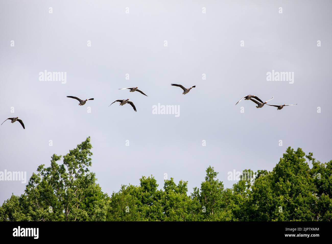 A flock of birds soaring high in the gloomy sky Stock Photo - Alamy