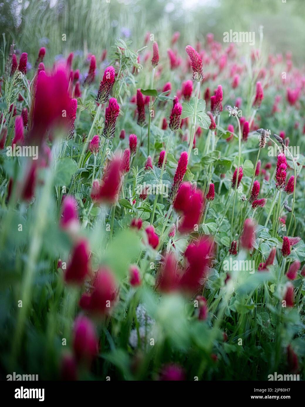 Wild italian pink clover surrounded by fresh green grass. Pink crimson clover and green grass Stock Photo