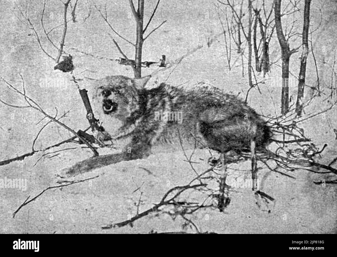 The Science Of Trapping 1909 Coyote Stock Photo Alamy
