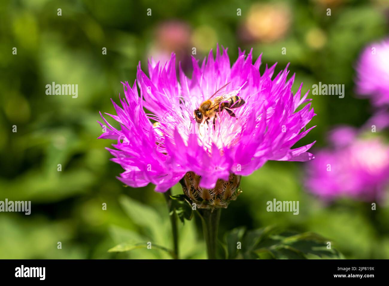 Purple with white cornflower flower with a bee close-up. Selective focus. Place for text. Stock Photo