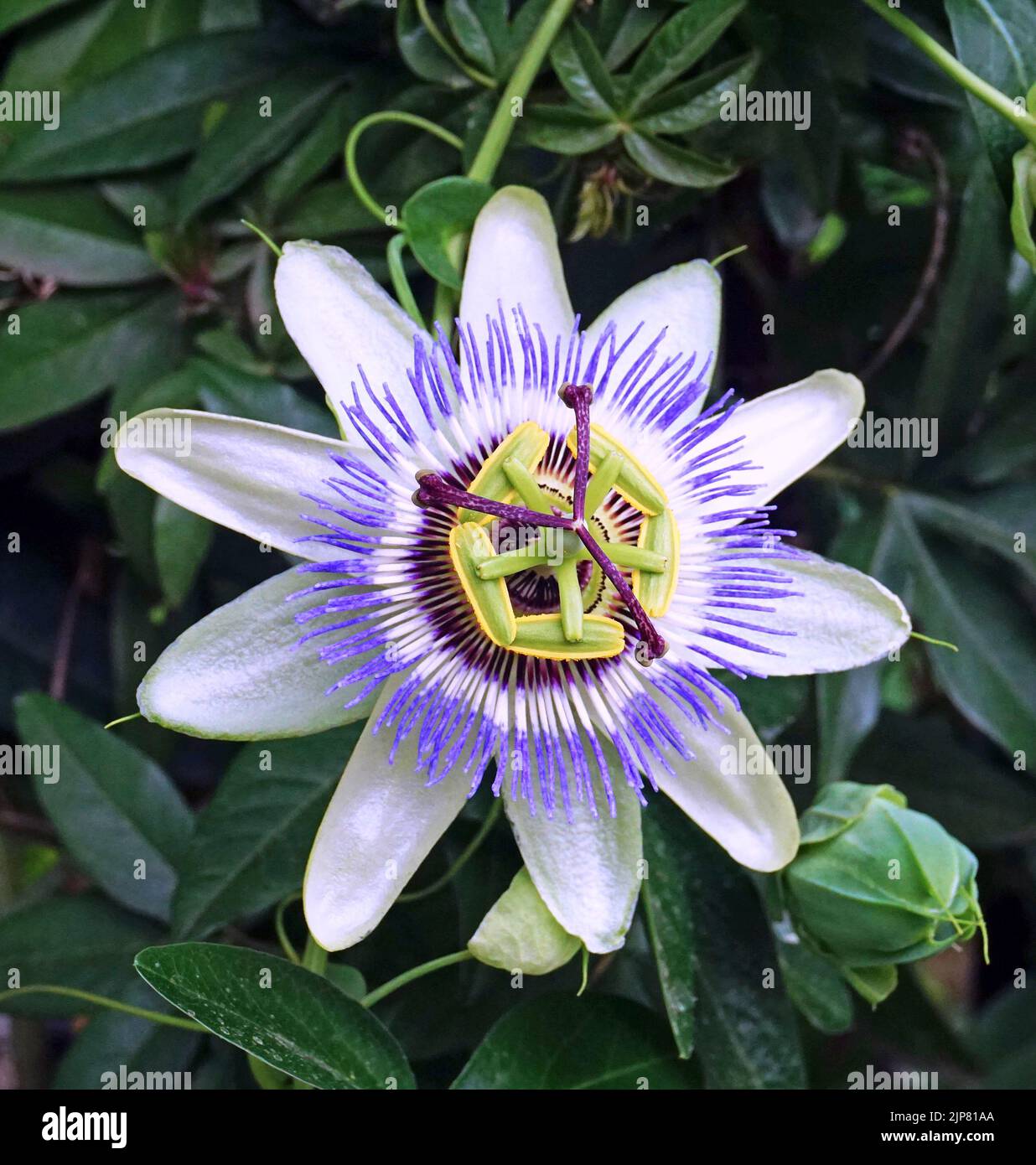 Passion flower;flowering plant in the genus of Passiflora. Stock Photo