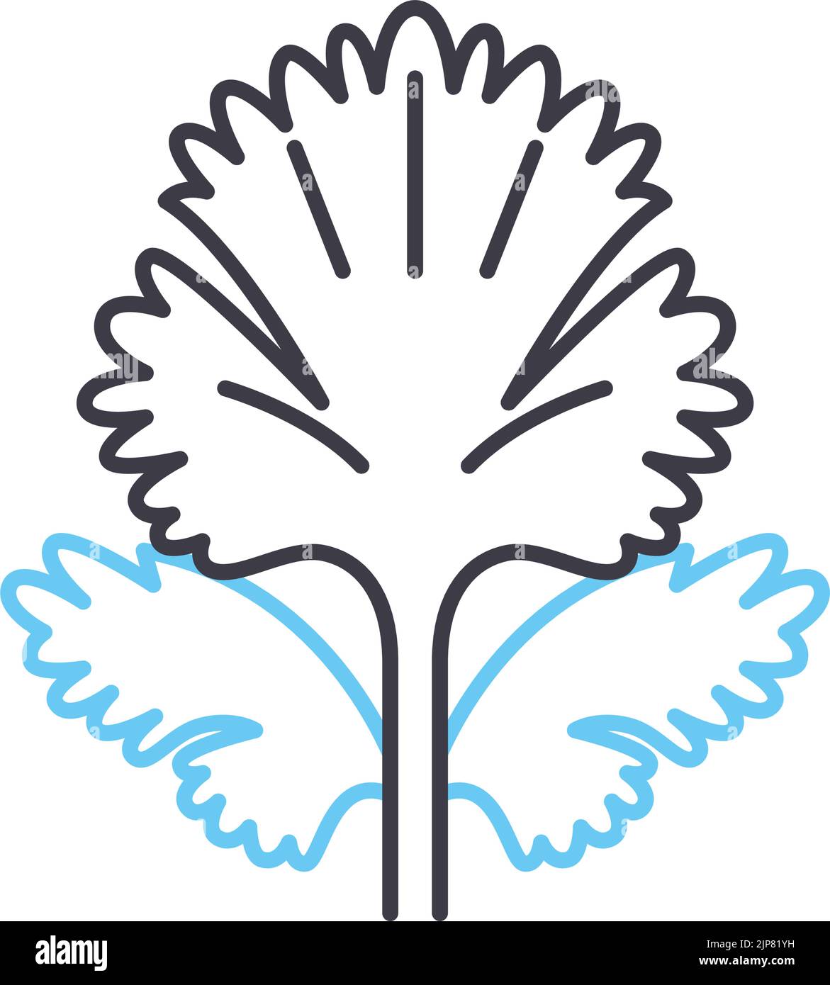 coriander line icon, outline symbol, vector illustration, concept sign ...