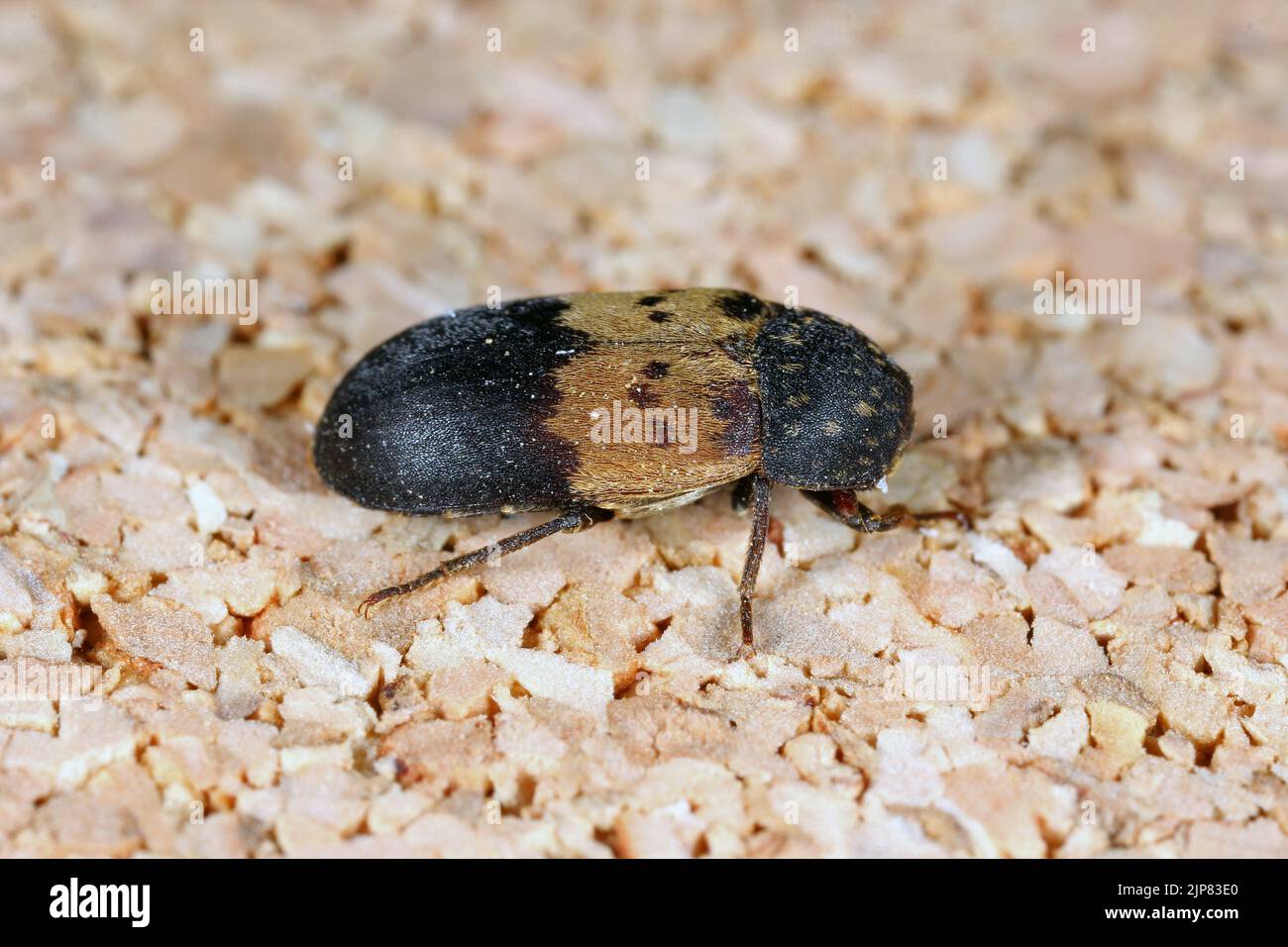 Dermestes lardarius, commonly known as the larder beetle from the