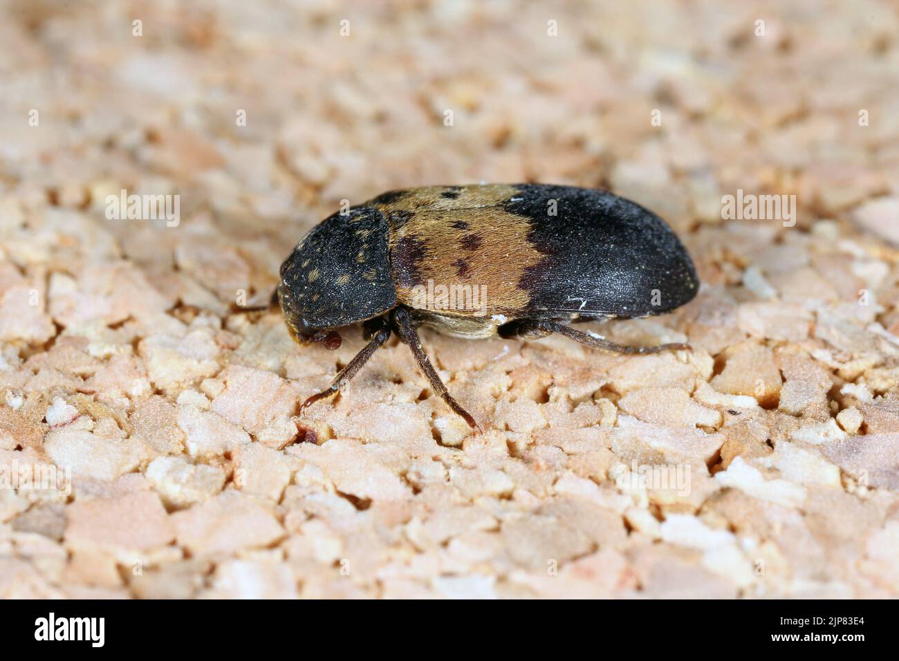 Dermestes lardarius, commonly known as the larder beetle from the family Dermestidae a skin