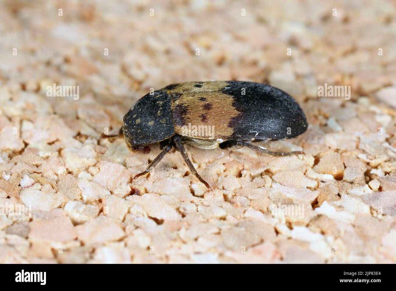 Dermestes lardarius, commonly known as the larder beetle from the family Dermestidae a skin beetles. Stock Photo