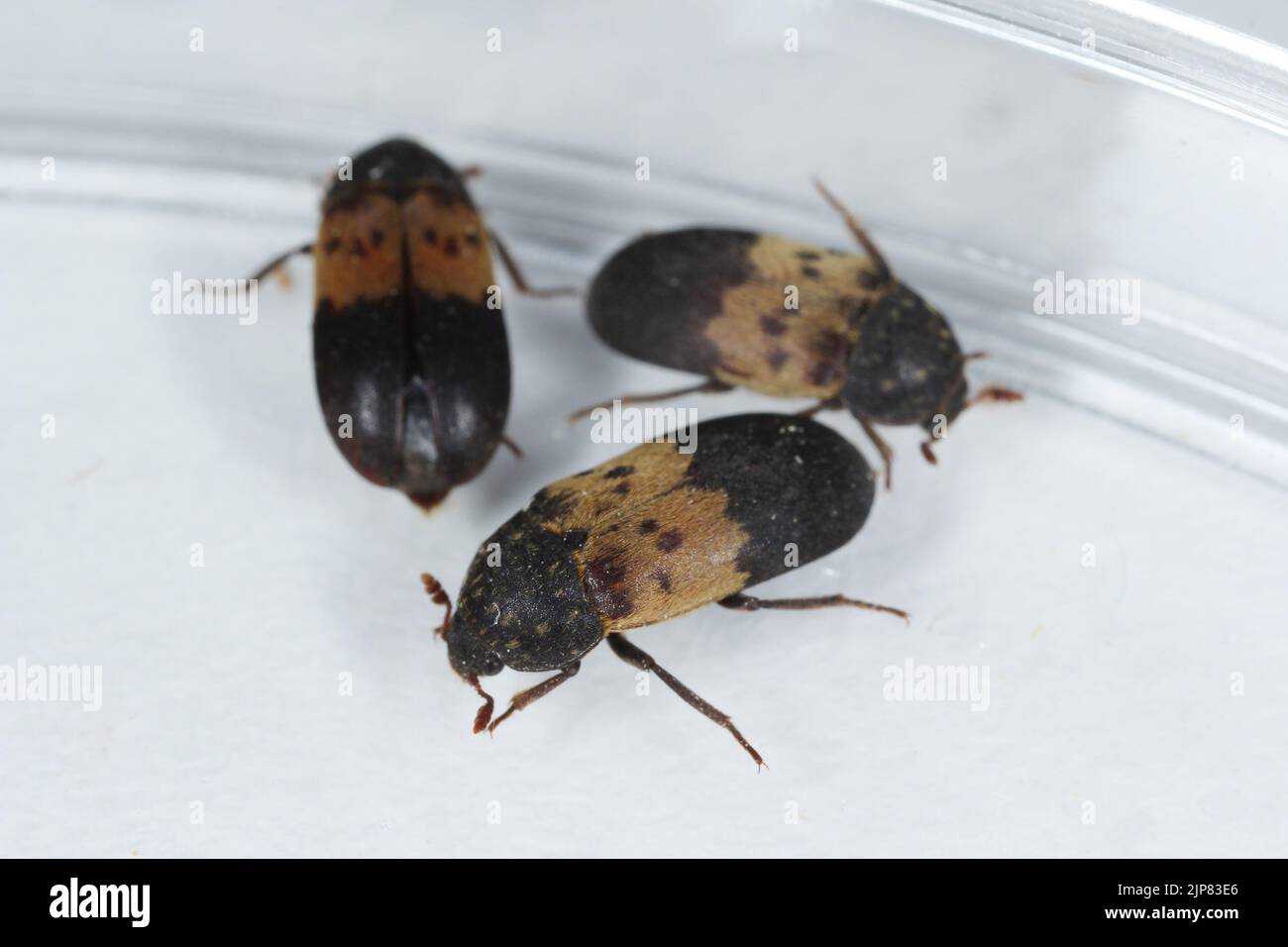 Dermestes lardarius, commonly known as the larder beetle from the family Dermestidae a skin beetles. Stock Photo