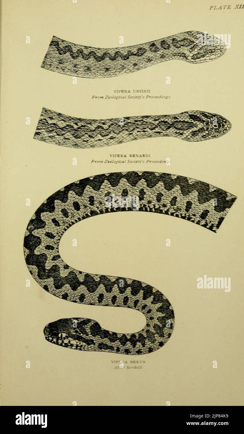 The snakes of Europe Stock Photo - Alamy