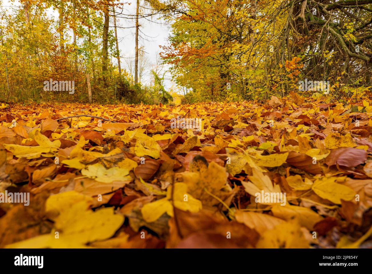 Ground-level, wide-angle shot of a deciduous forest path in autumn Stock Photo
