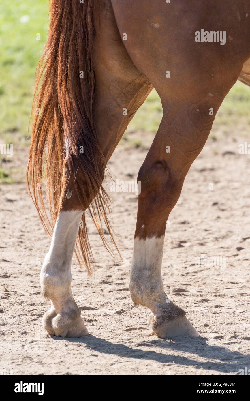 Legs and hooves of a warmblood horse in Germany, Europe Stock Photo