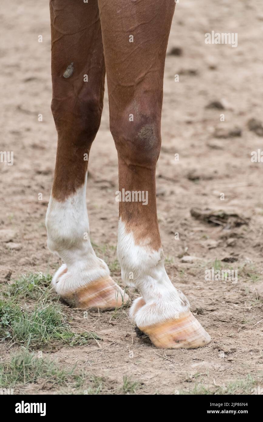 Horse leg markings sock hires stock photography and images Alamy