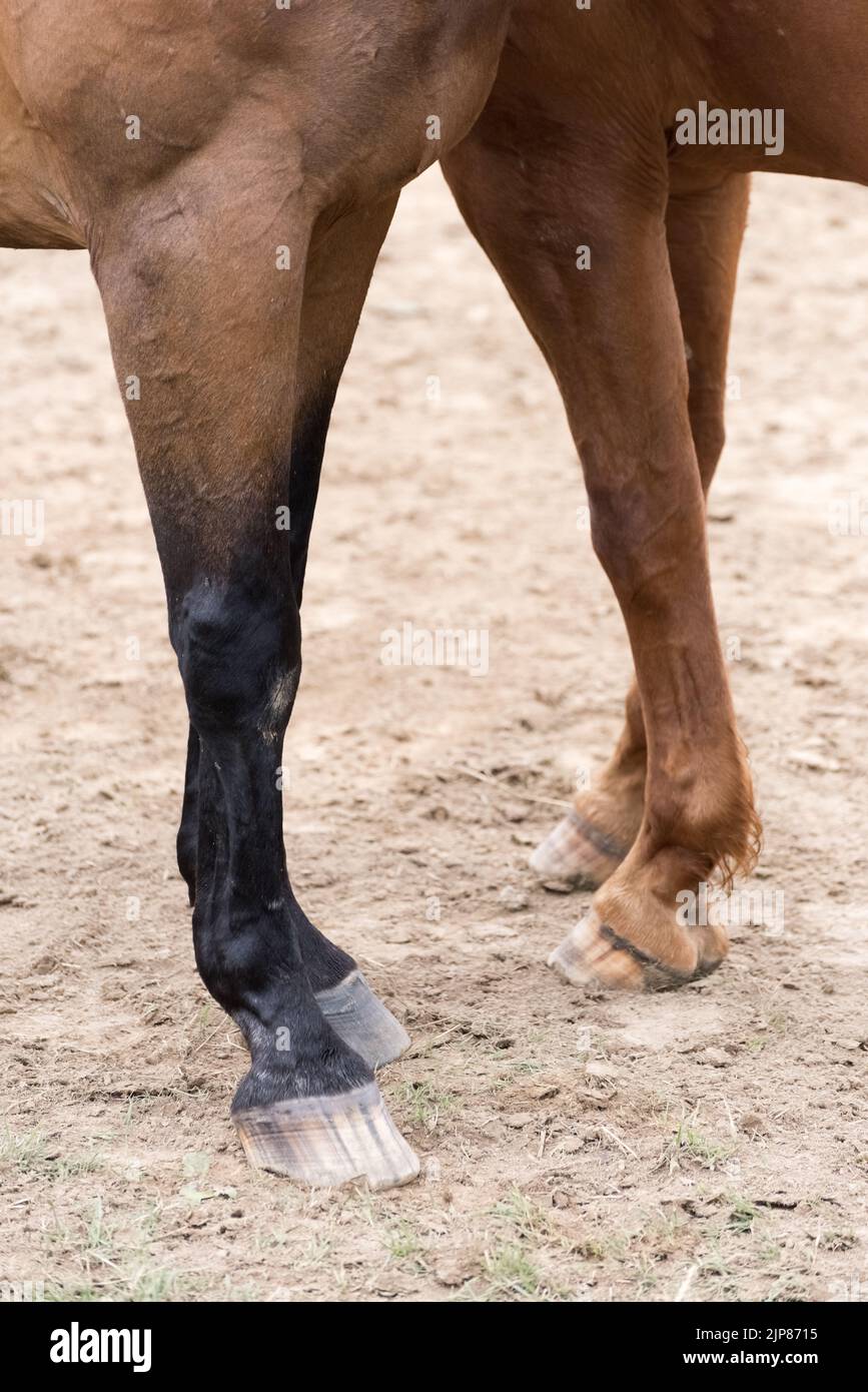 Legs and hooves of two warmblood horses in Germany, Europe Stock Photo