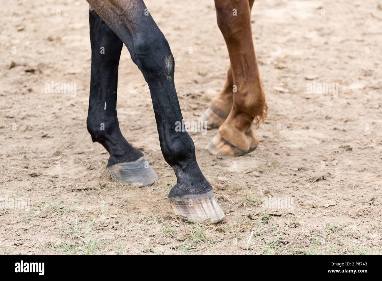 Legs and hooves of two warmblood horses in Germany, Europe Stock Photo