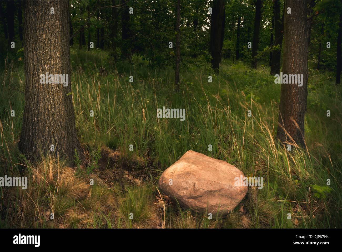 Spring forest in the mountains after rainfall Stock Photo