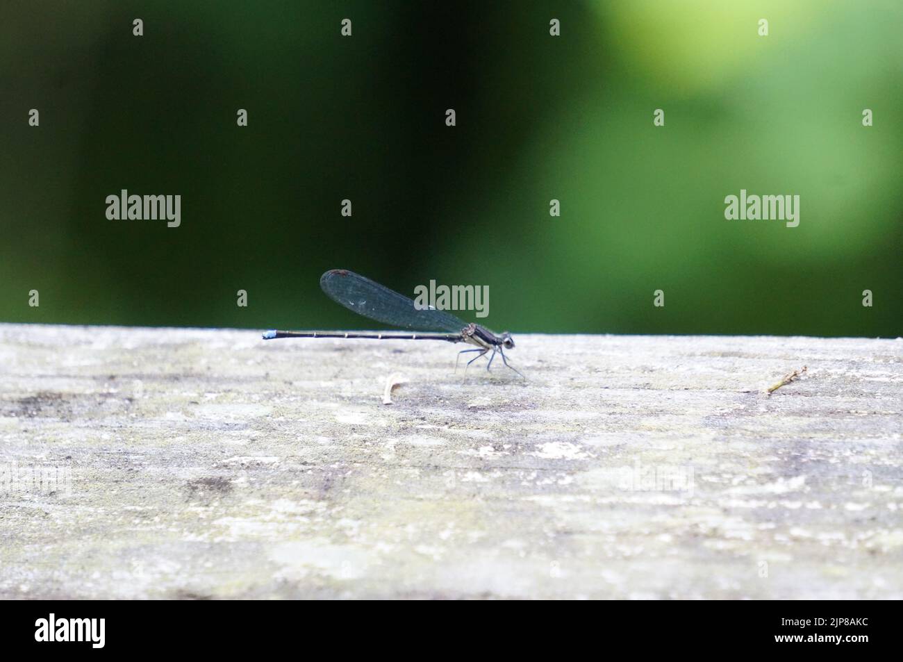 The close-up view of a dusky dancer insect on the gray surface Stock Photo