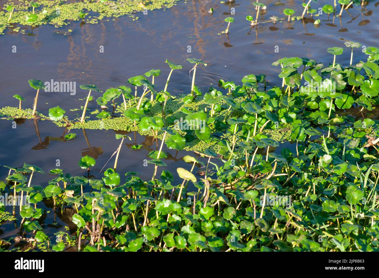 Watercress grows in a small pool of water, Golan Heights, Israel Stock Photo