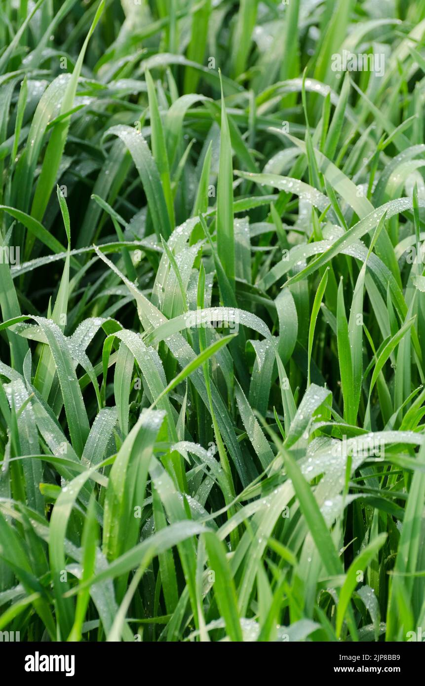 Wet grass hi-res stock photography and images - Alamy