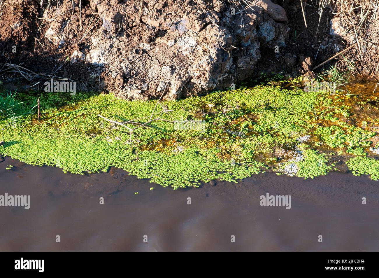 Watercress grows in a small pool of water, Golan Heights, Israel Stock