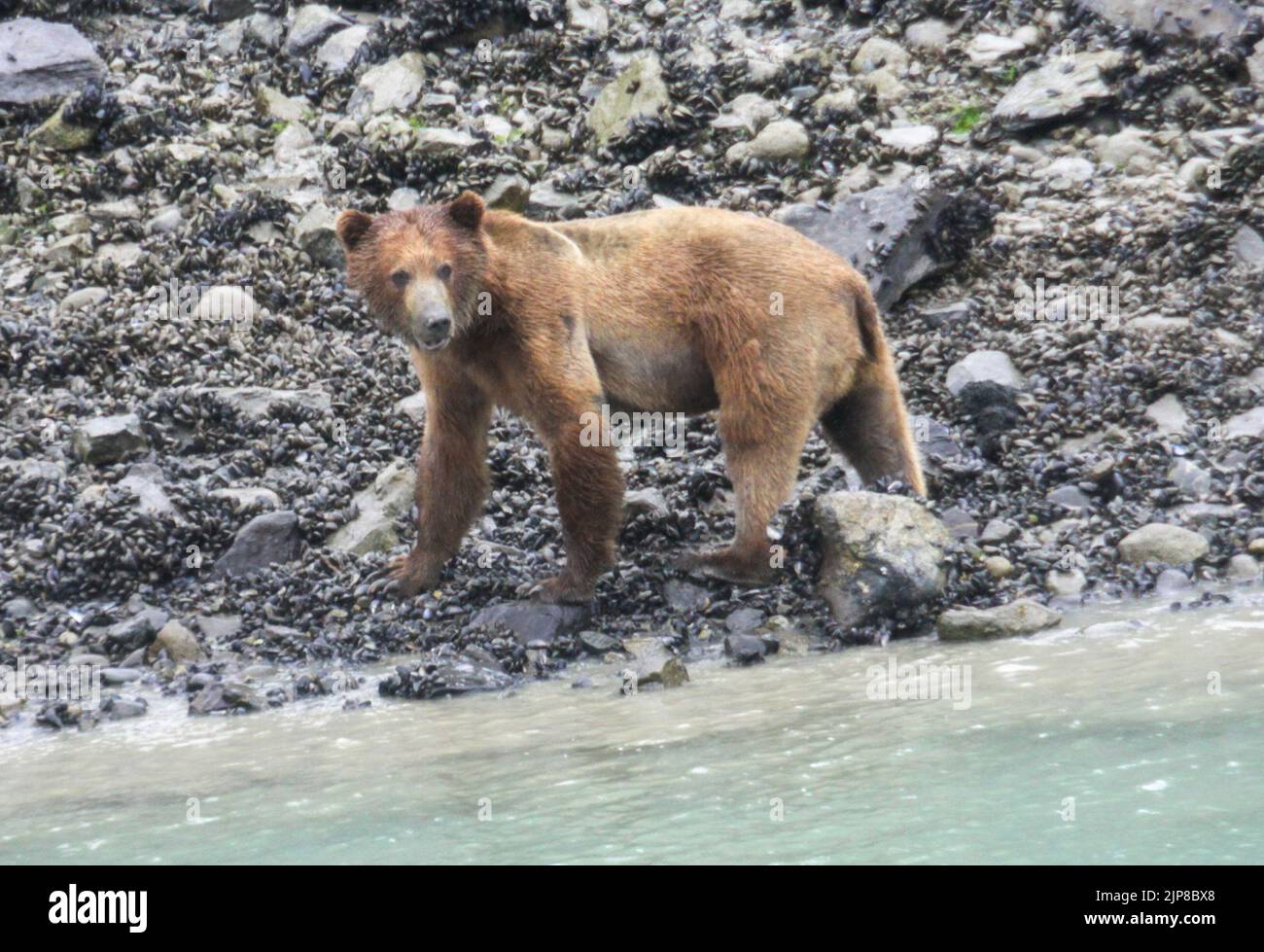 Alaskan Brown Bear near water. Photographed in Alaska in July Stock