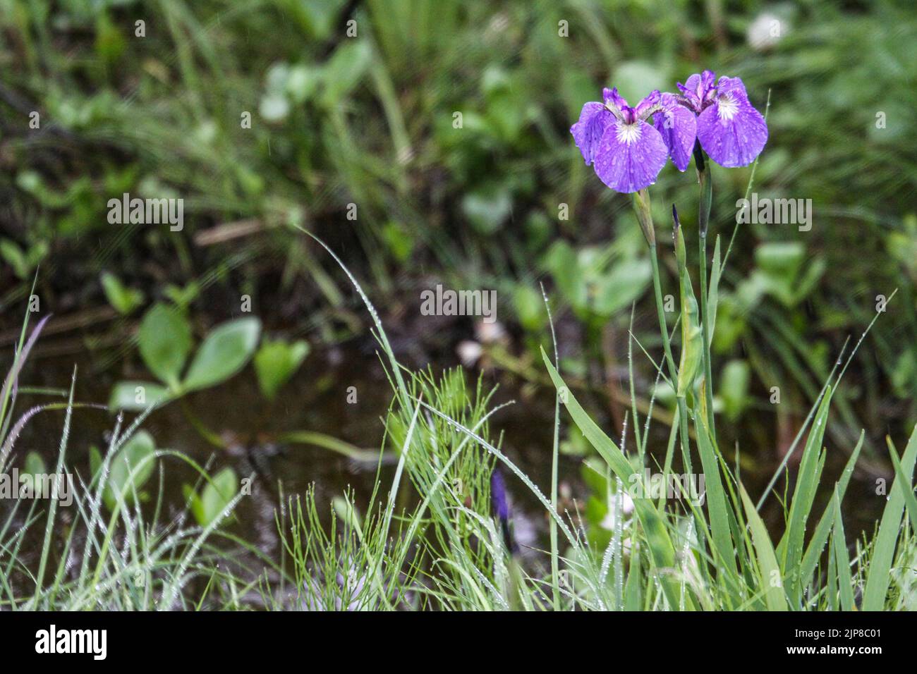 Meadow of Alaska Iris (Iris setosa) photographed near Haines, Alaska Stock Photo
