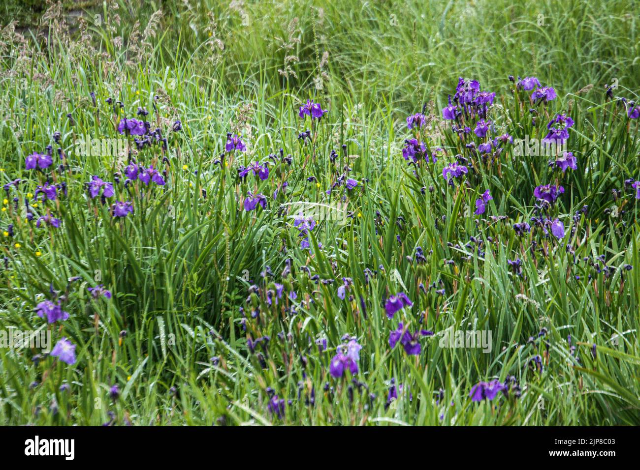 Meadow of Alaska Iris (Iris setosa) photographed near Haines, Alaska Stock Photo