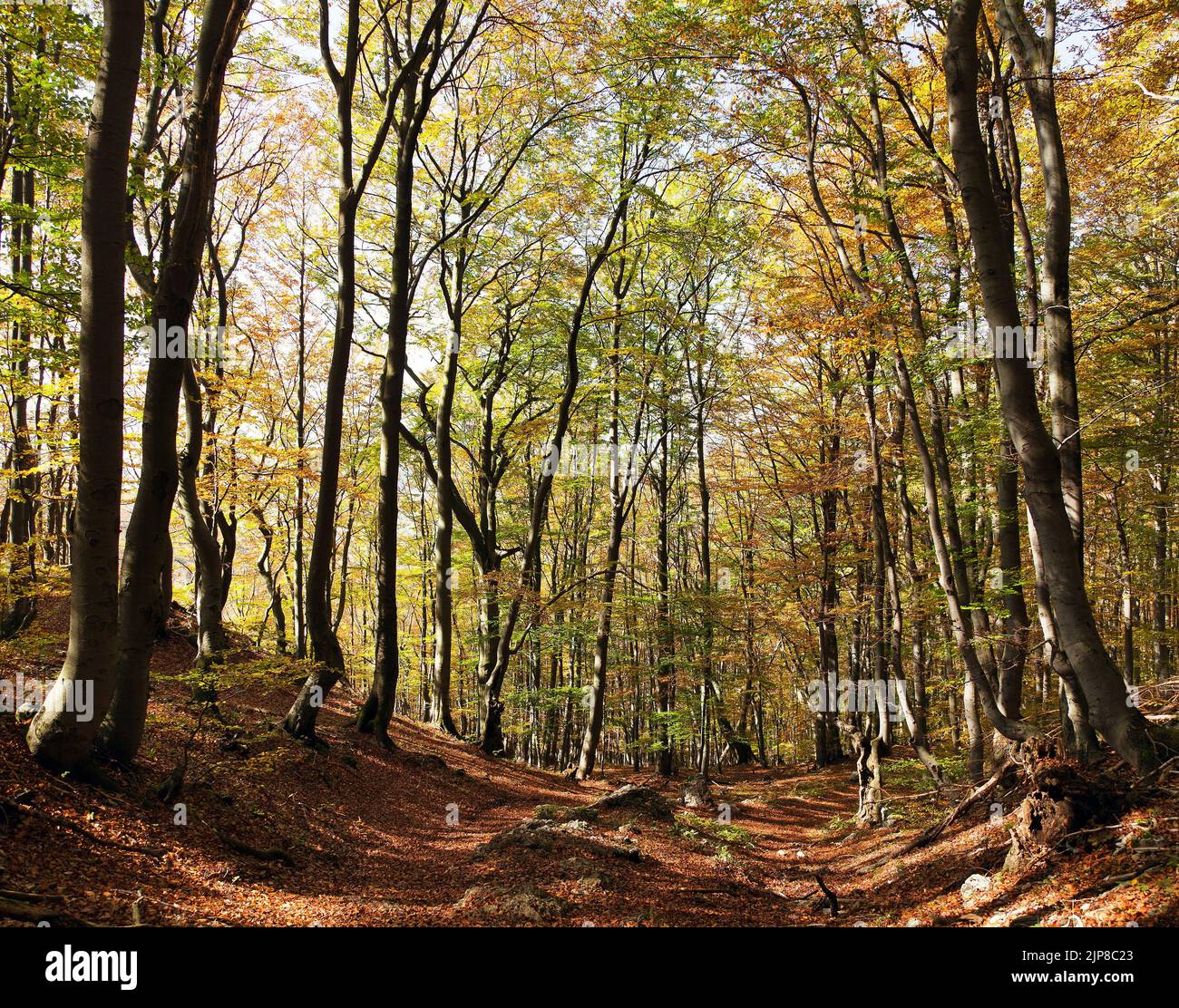 view from autumnal hardwood forest - european beechs (fagus sylvatica) Stock Photo