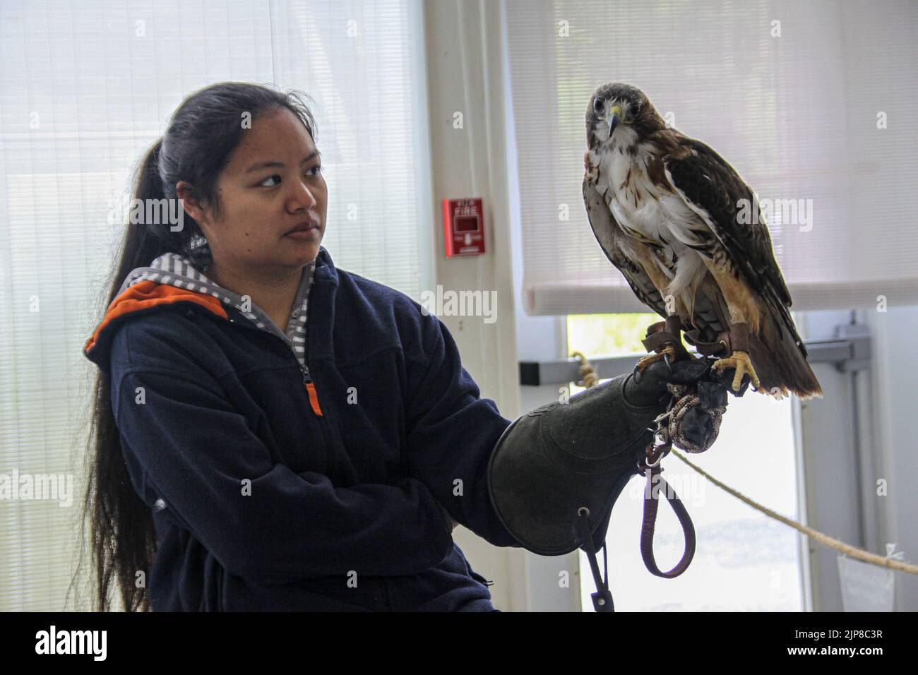The redtailed hawk (Buteo jamaicensis) on display at the Natural