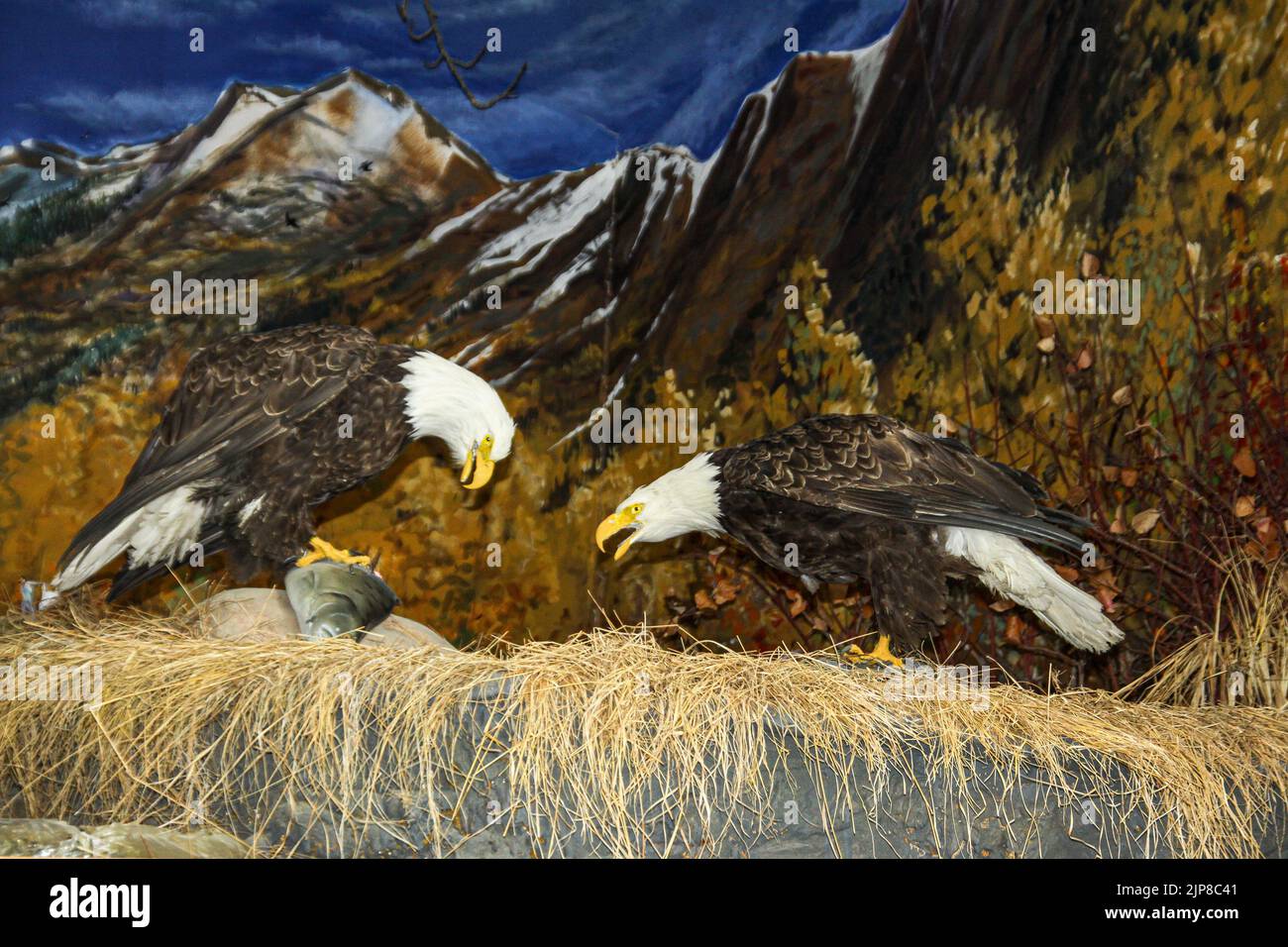 American Bald Eagle Stuffed Animal at the Natural History Museum in