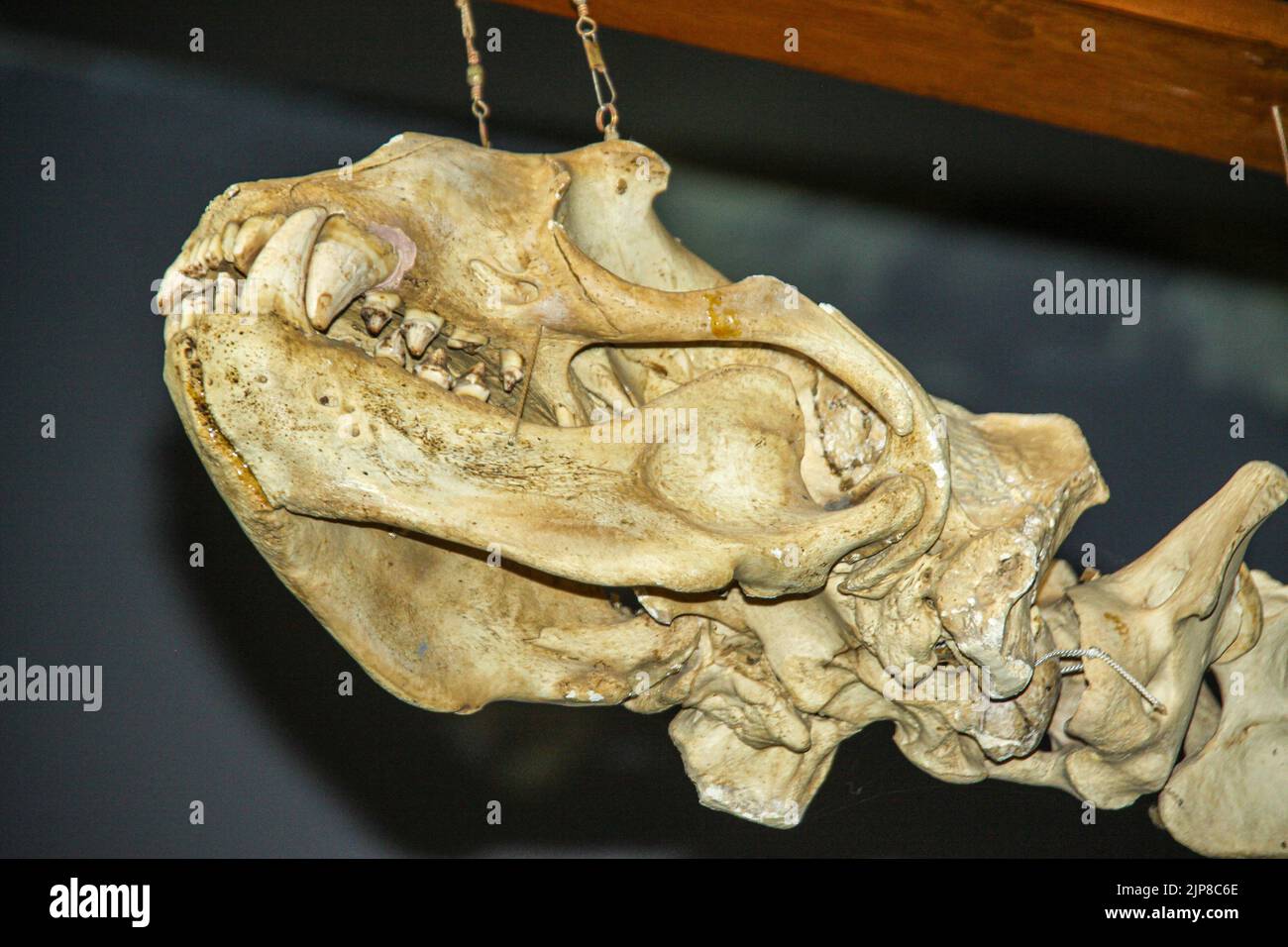 Skeleton at the Natural History Museum in Haines, Alaska Stock Photo